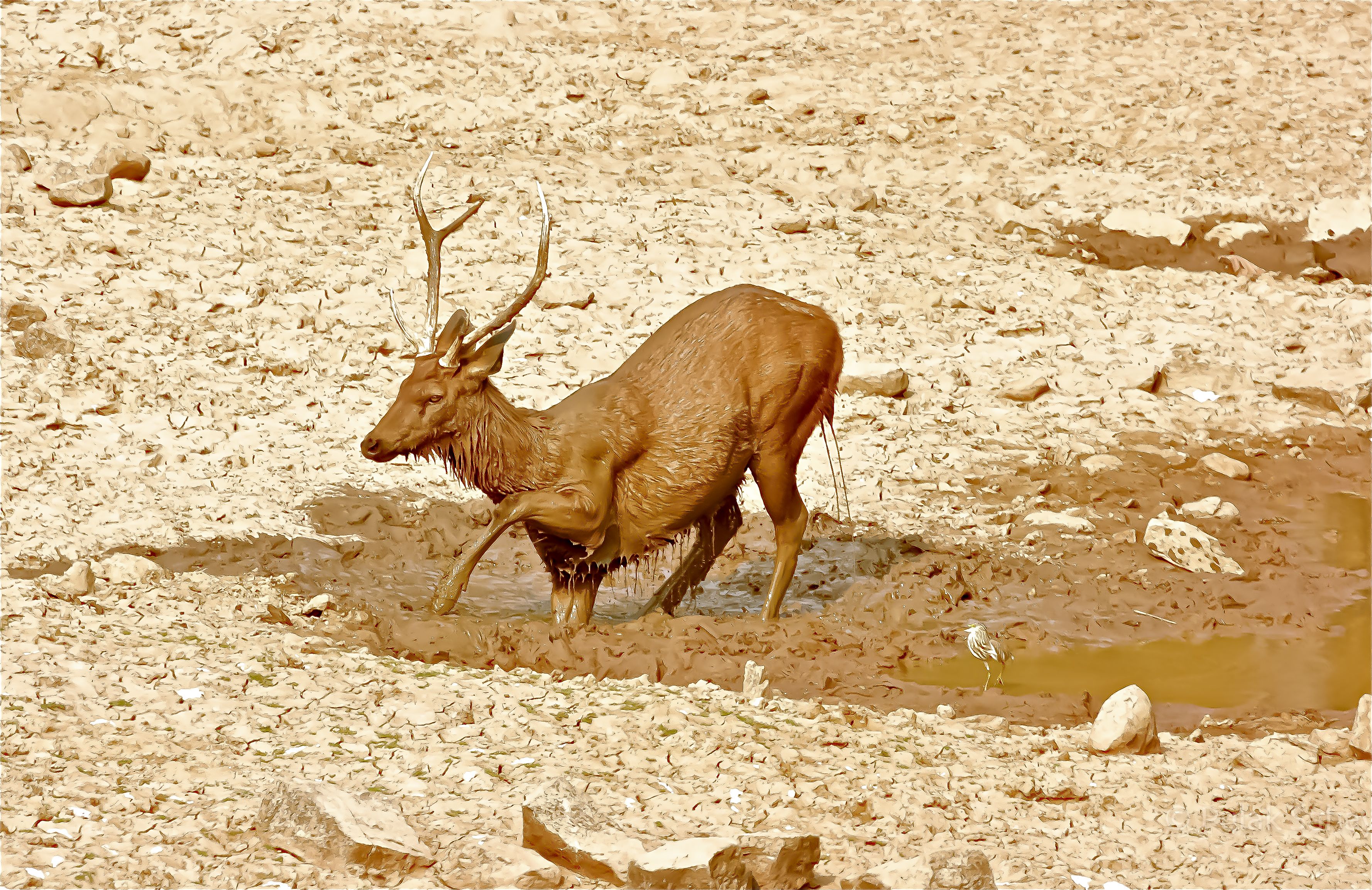 Deer getting out of a mud bath